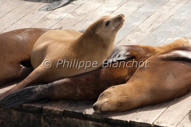 zalophus californianus.JPG - Zalophus californianusCalifornia Sea Lion, Otarie de CalifornieCarnivora, OtariidaePier 39, Fisherman's WharfSan Francisco, Californie, Etats-Unis